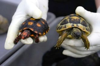 Traveller caught smuggling 58 live tortoises strapped to her thighs at China border crossing after strong animal odour gave her away to suspicious customs officers.