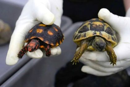 Traveller caught smuggling 58 live tortoises strapped to her thighs at China border crossing after strong animal odour gave her away to suspicious customs officers.