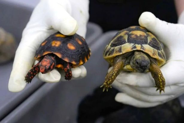 Traveller caught smuggling 58 live tortoises strapped to her thighs at China border crossing after strong animal odour gave her away to suspicious customs officers.