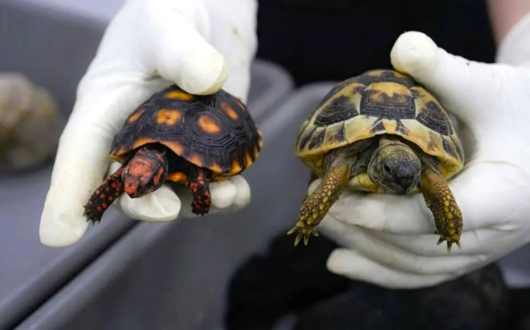 Traveller caught smuggling 58 live tortoises strapped to her thighs at China border crossing after strong animal odour gave her away to suspicious customs officers.