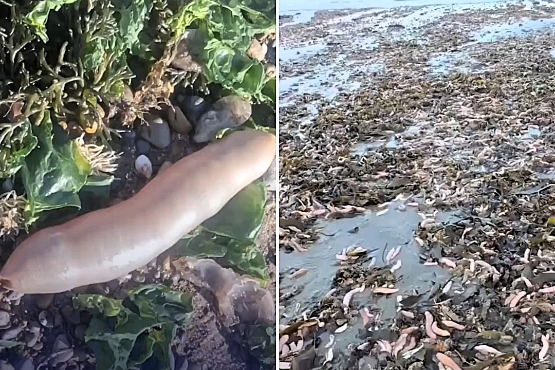 В Аргентине сняли на видео сотни выброшенных на берег морских червей и мышь