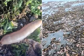 Locals are left absolutely stunned to wake up one morning and find their beaches littered with bizarre penis fish as far as the eye can see along the coastline.