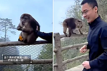 Tourist banned from sacred Mount Emei in China for three years after filmed trying to shove protected Tibetan macaque monkey off cliff edge while it ate orange.