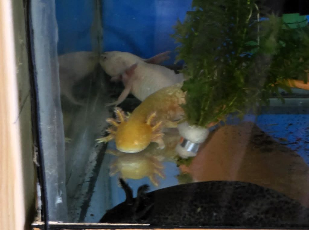 A mum bought her daughter an axolotl and quickly fell in love - ending up with 20 of the rare aquatic creatures and spending hundreds of pounds on her new addiction.