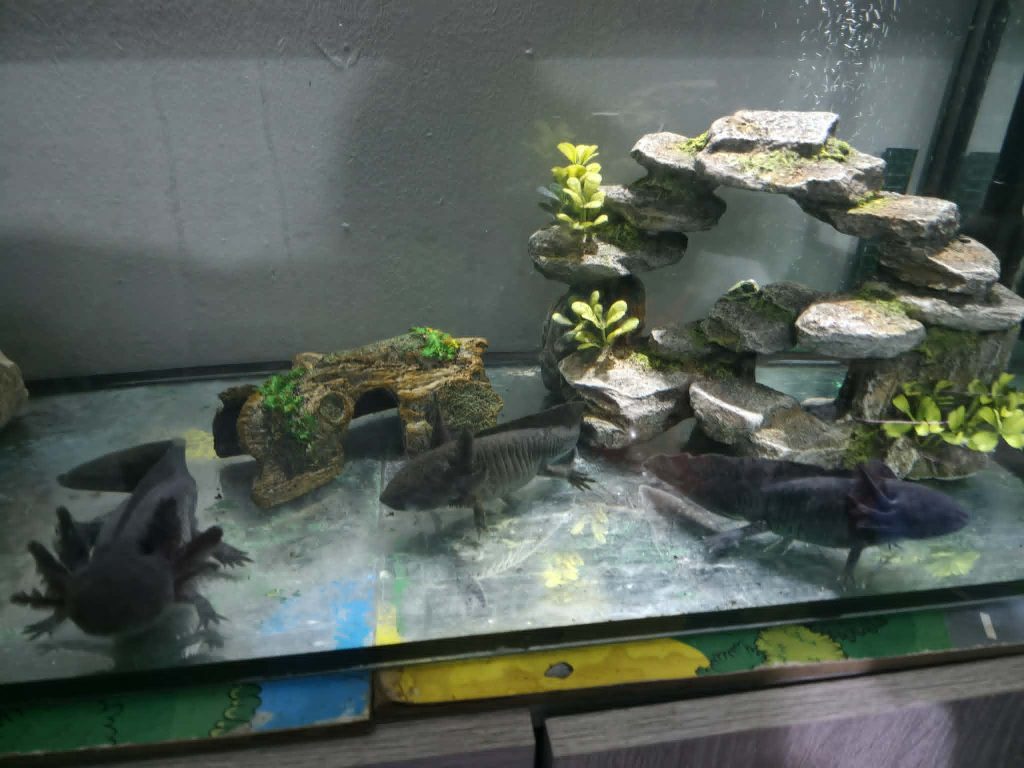 A mum bought her daughter an axolotl and quickly fell in love - ending up with 20 of the rare aquatic creatures and spending hundreds of pounds on her new addiction.