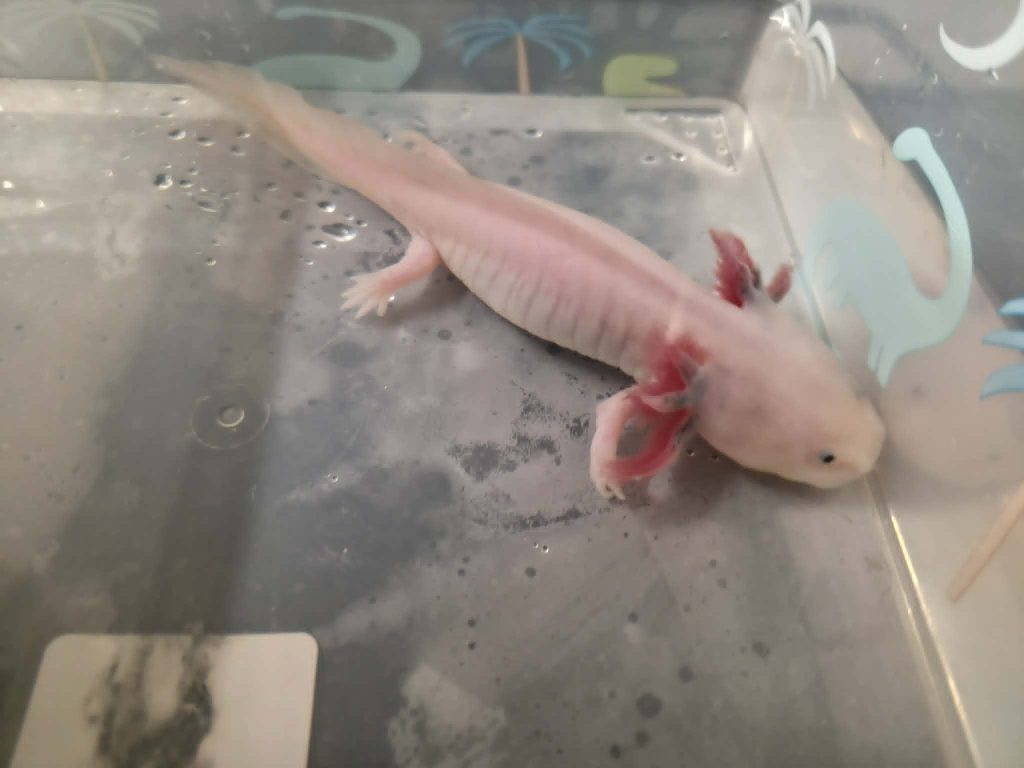 A mum bought her daughter an axolotl and quickly fell in love - ending up with 20 of the rare aquatic creatures and spending hundreds of pounds on her new addiction.