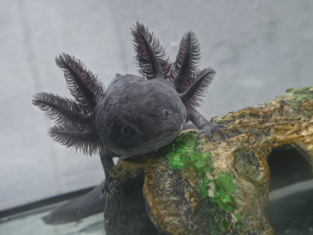 A mum bought her daughter an axolotl and quickly fell in love - ending up with 20 of the rare aquatic creatures and spending hundreds of pounds on her new addiction.