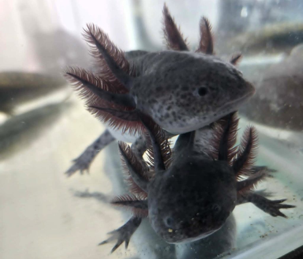 A mum bought her daughter an axolotl and quickly fell in love - ending up with 20 of the rare aquatic creatures and spending hundreds of pounds on her new addiction.