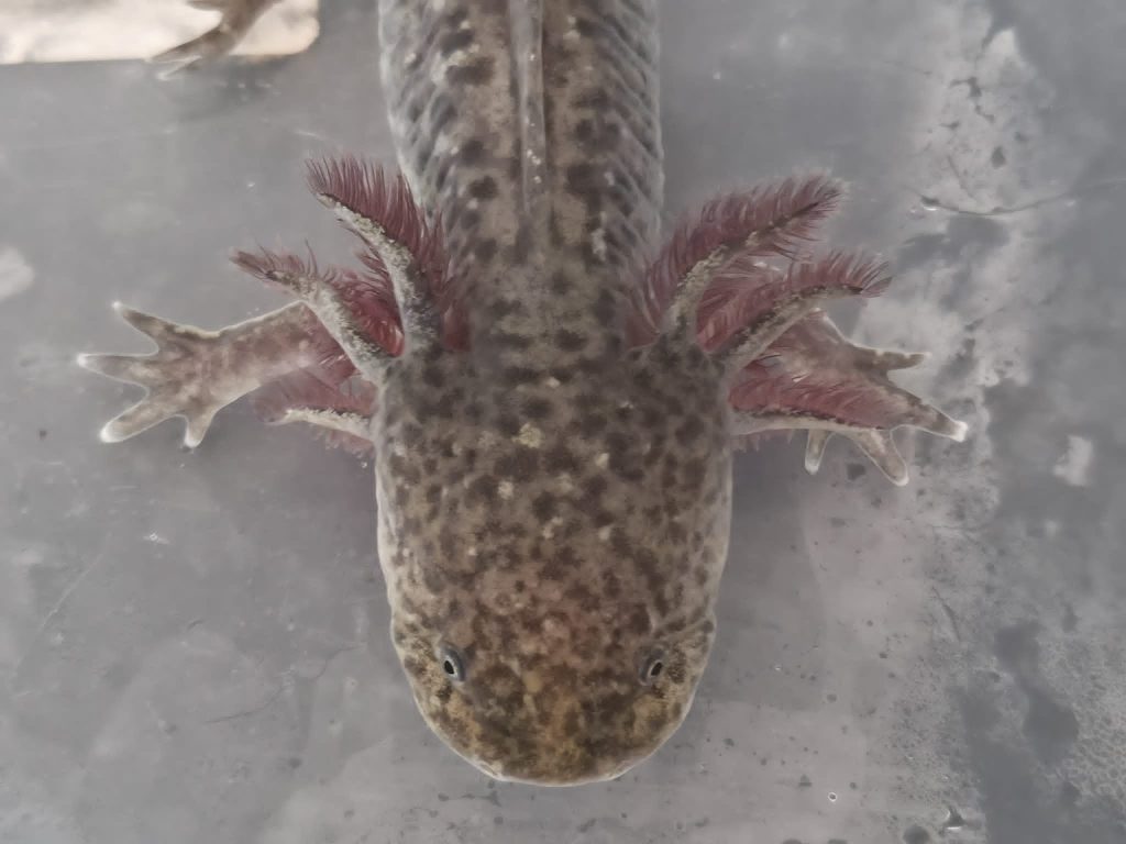 A mum bought her daughter an axolotl and quickly fell in love - ending up with 20 of the rare aquatic creatures and spending hundreds of pounds on her new addiction.