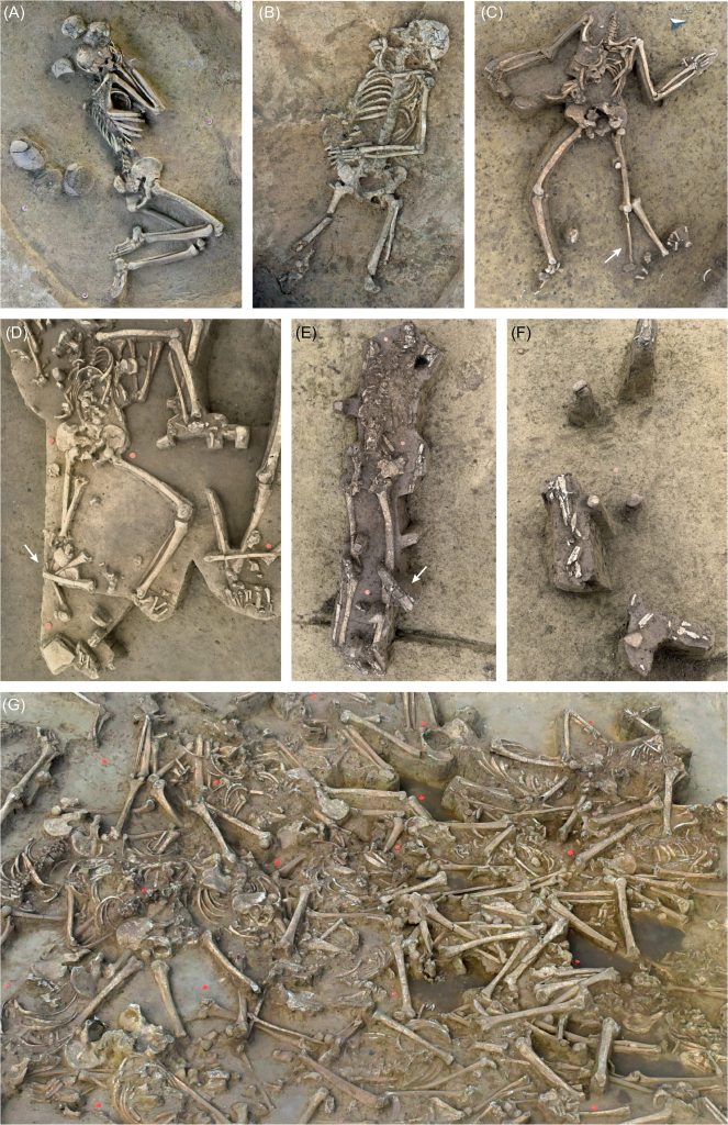 Archaeologists found 77 headless skeletons in a 7,000-year-old Slovak settlement - but researchers believe the skulls were carefully removed after death rather than in a massacre.