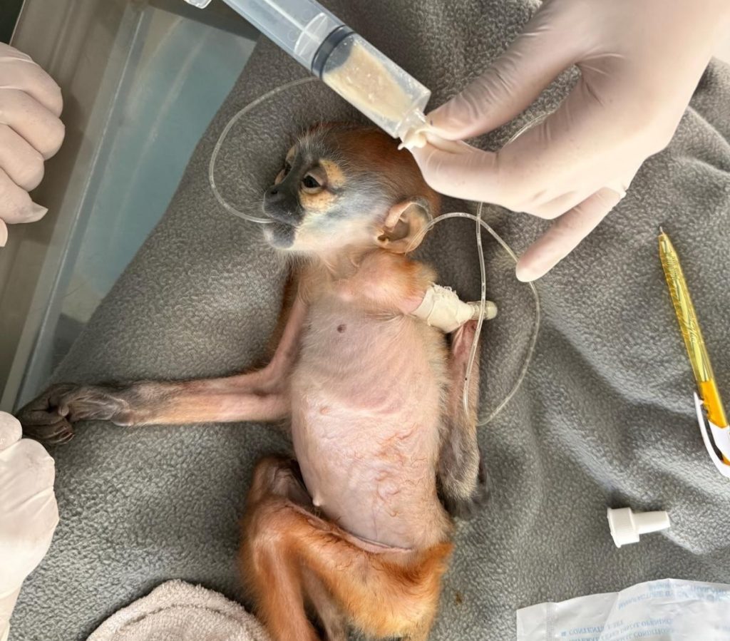 A critically endangered baby monkey allegedly snatched from his dead mother and listed on Facebook for £615 has been rescued - but vets are now fighting to save his life.