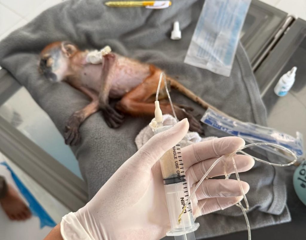 A critically endangered baby monkey allegedly snatched from his dead mother and listed on Facebook for £615 has been rescued - but vets are now fighting to save his life.