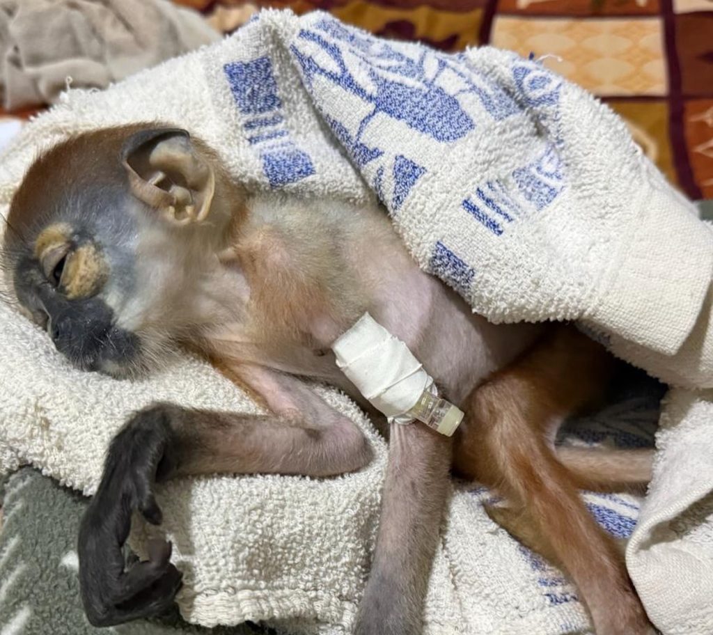 A critically endangered baby monkey allegedly snatched from his dead mother and listed on Facebook for £615 has been rescued - but vets are now fighting to save his life.