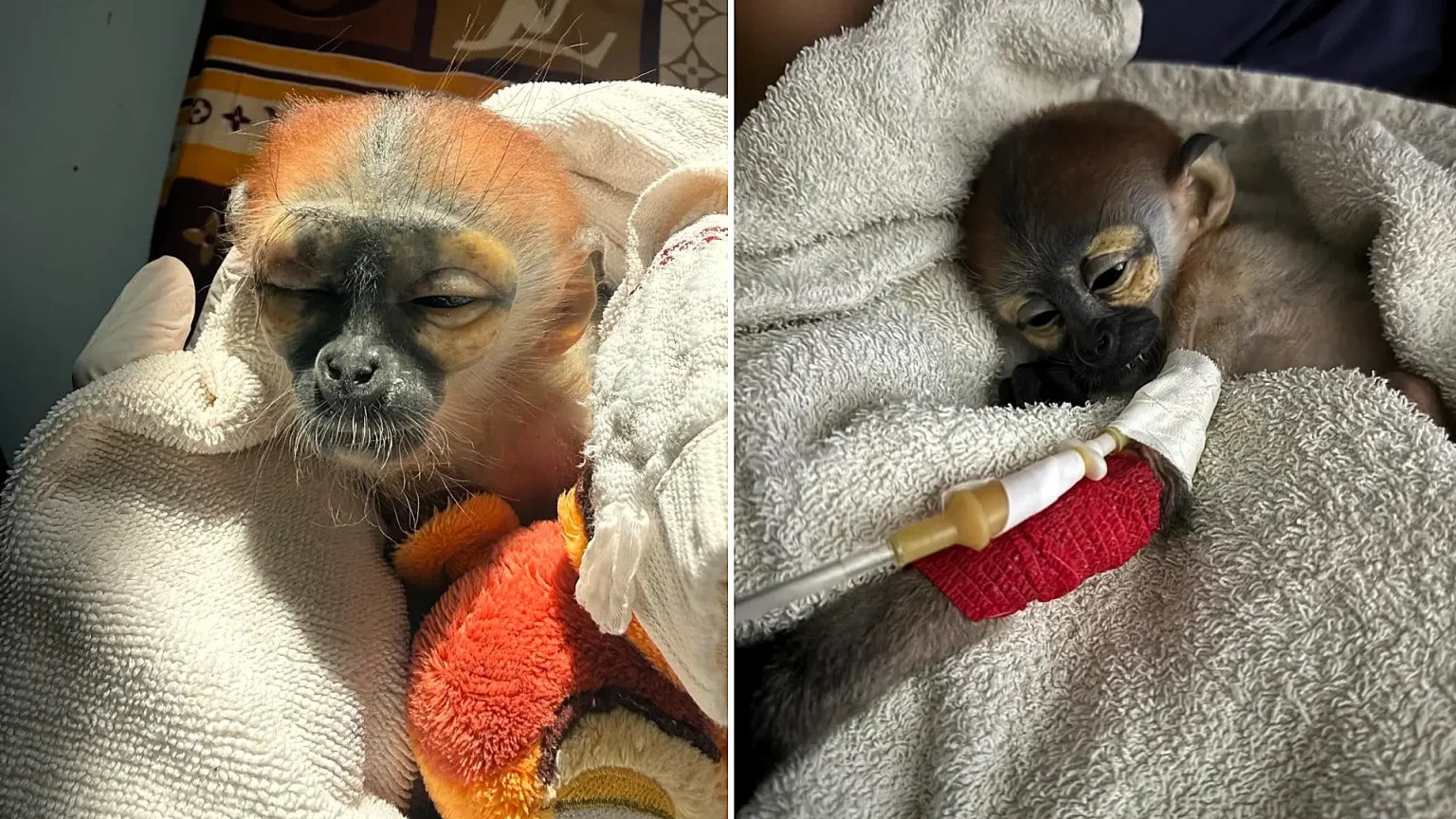 A critically endangered baby monkey allegedly snatched from his dead mother and listed on Facebook for £615 has been rescued - but vets are now fighting to save his life.