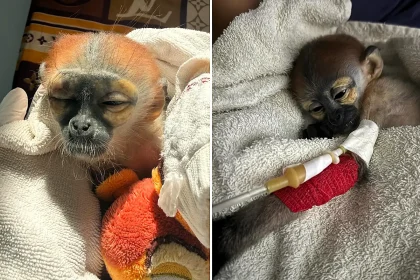 A critically endangered baby monkey allegedly snatched from his dead mother and listed on Facebook for £615 has been rescued - but vets are now fighting to save his life.