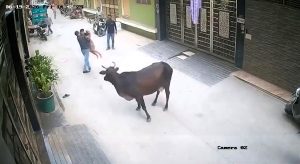 A young boy is recovering at home after a stray cow chased him down and mauled him in the street in New Delhi, with terrifying footage showing locals rushing to save him.