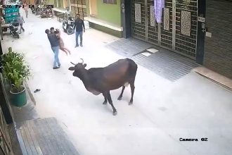 A young boy is recovering at home after a stray cow chased him down and mauled him in the street in New Delhi, with terrifying footage showing locals rushing to save him.
