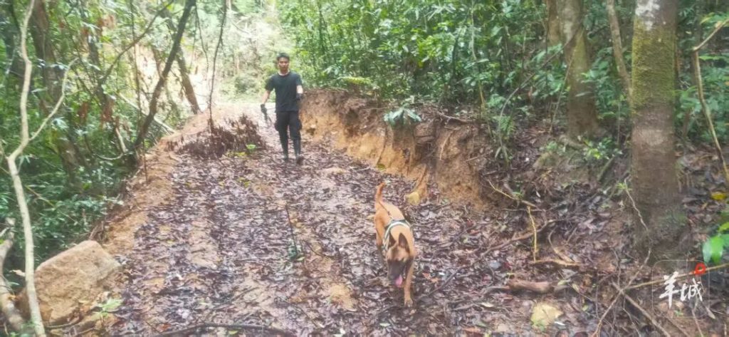 Boy aged 11 with learning difficulties found alive after spending 13 days lost in dense mountain forest surviving on wild figs and rainwater in incredible rescue mission.