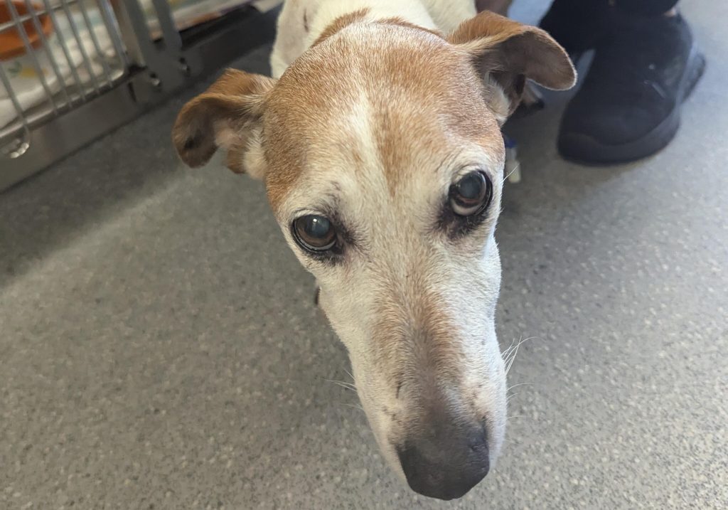 Cruel couple who stuffed their elderly dog into a plastic bag and dumped her in a canal escape jail - even after the rescued terrier had to be put down by vets.