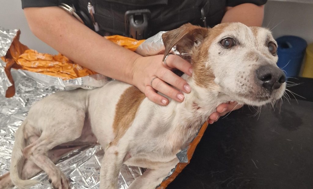 Cruel couple who stuffed their elderly dog into a plastic bag and dumped her in a canal escape jail - even after the rescued terrier had to be put down by vets.