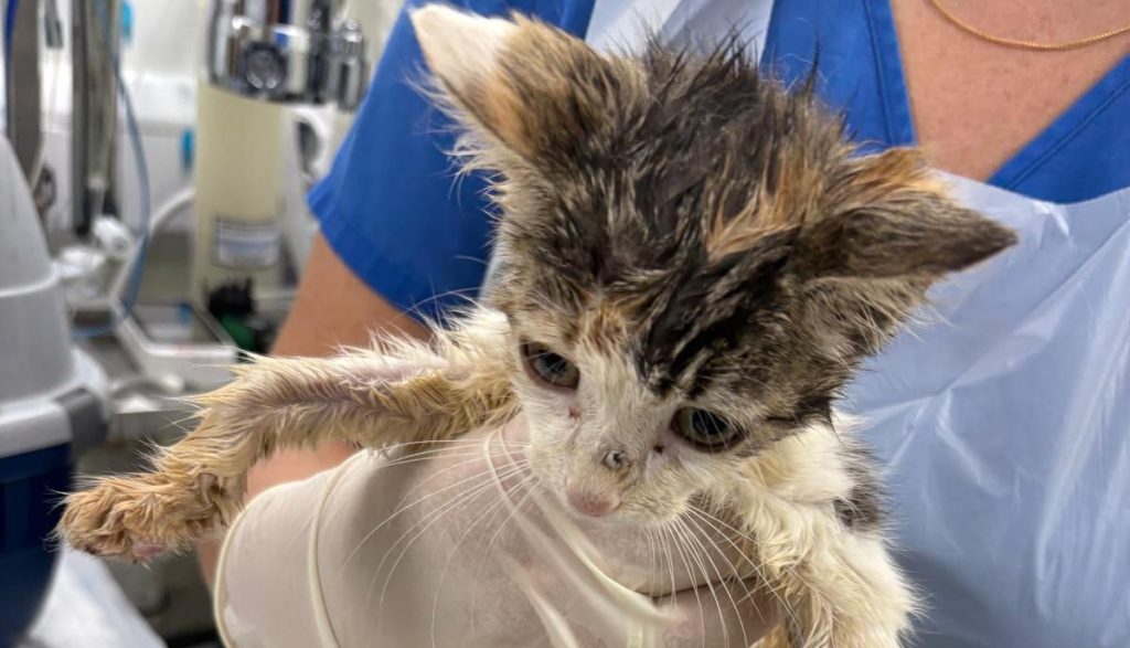 Cruel couple who stuffed their elderly dog into a plastic bag and dumped her in a canal escape jail - even after the rescued terrier had to be put down by vets.