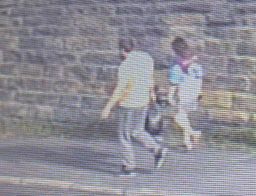 Cruel couple who stuffed their elderly dog into a plastic bag and dumped her in a canal escape jail - even after the rescued terrier had to be put down by vets.
