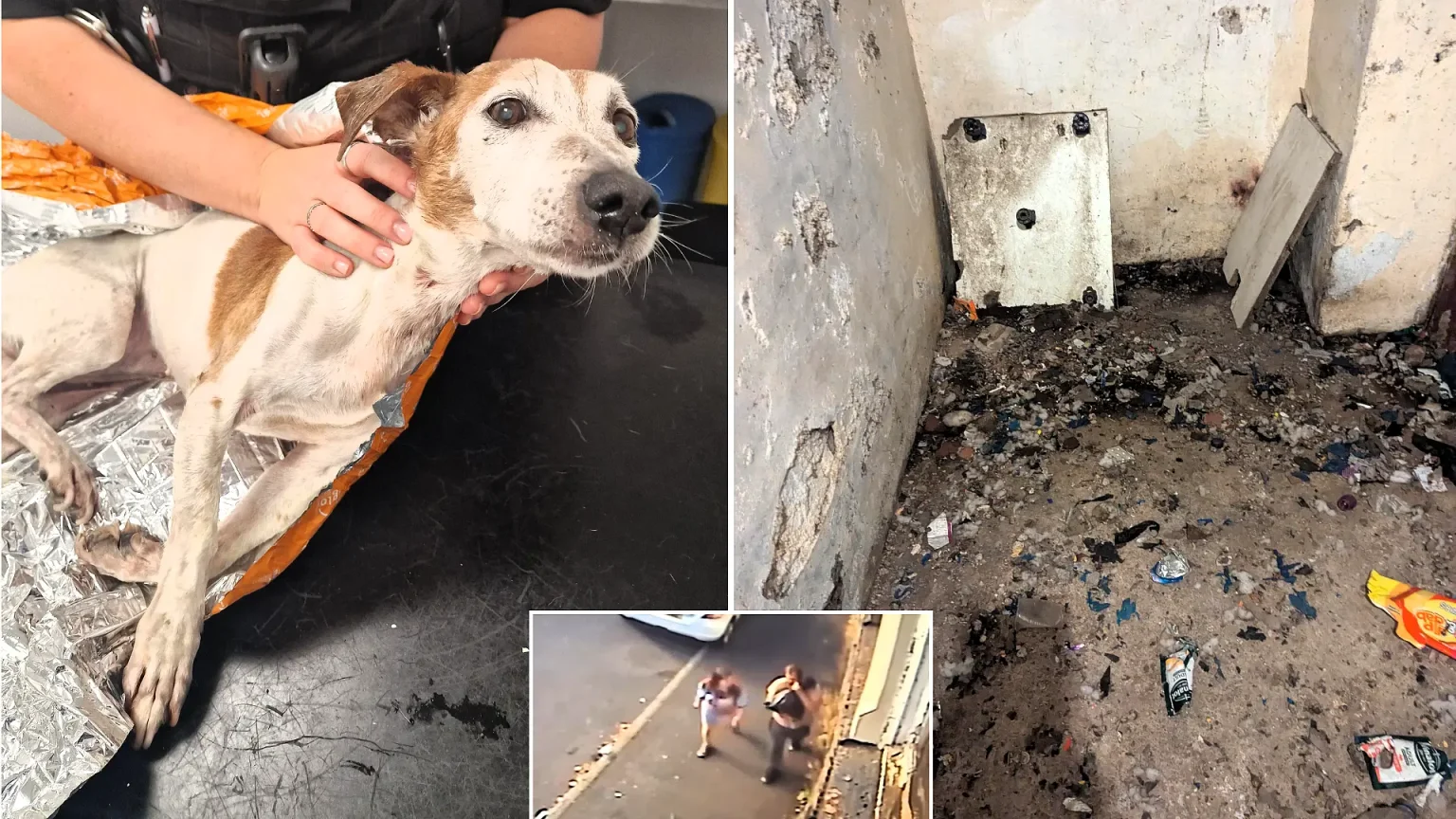 Cruel couple who stuffed their elderly dog into a plastic bag and dumped her in a canal escape jail - even after the rescued terrier had to be put down by vets.