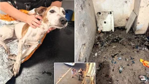 Cruel couple who stuffed their elderly dog into a plastic bag and dumped her in a canal escape jail - even after the rescued terrier had to be put down by vets.