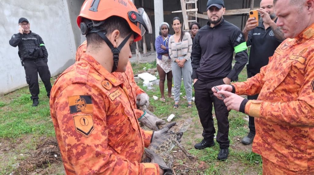 Police busted a drug gang in Brazil and discovered an illegal caiman hatchery allegedly used to intimidate rivals - two of the reptiles were later released into a nearby river.