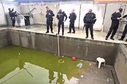 Police busted a drug gang in Brazil and discovered an illegal caiman hatchery allegedly used to intimidate rivals - two of the reptiles were later released into a nearby river.
