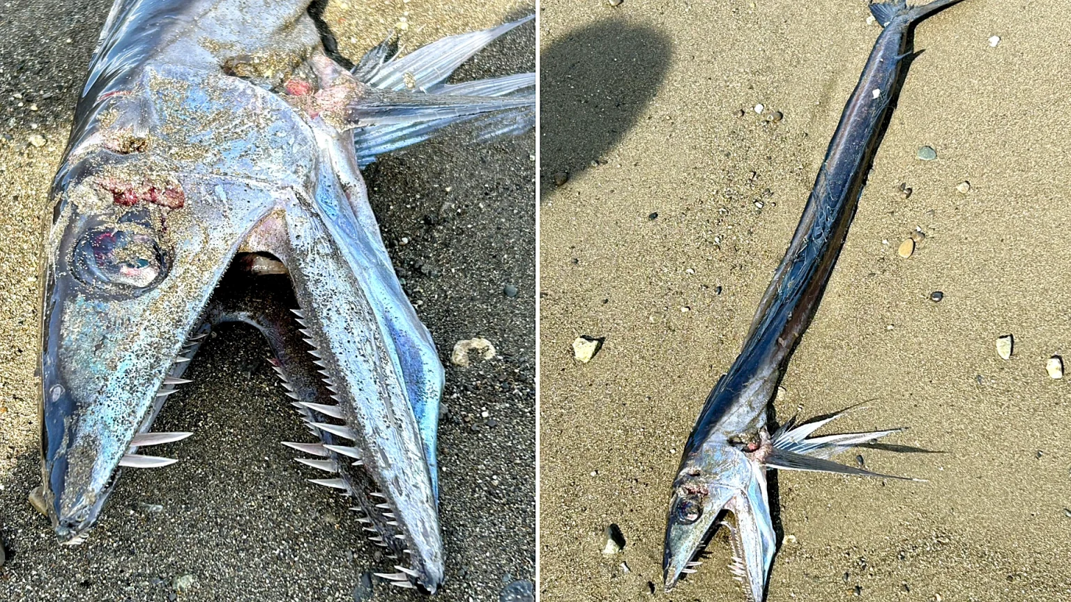A razor-toothed deep-sea fish washed up on a Japanese beach alongside a grinning silver creature - sparking wild fears of earthquakes and sea monsters among spooked locals.