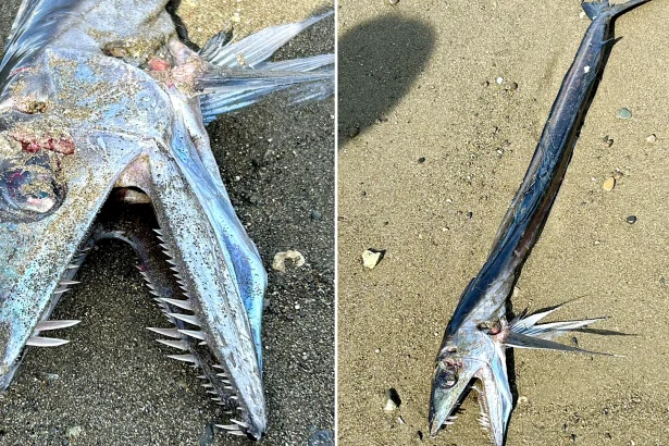 A razor-toothed deep-sea fish washed up on a Japanese beach alongside a grinning silver creature - sparking wild fears of earthquakes and sea monsters among spooked locals.