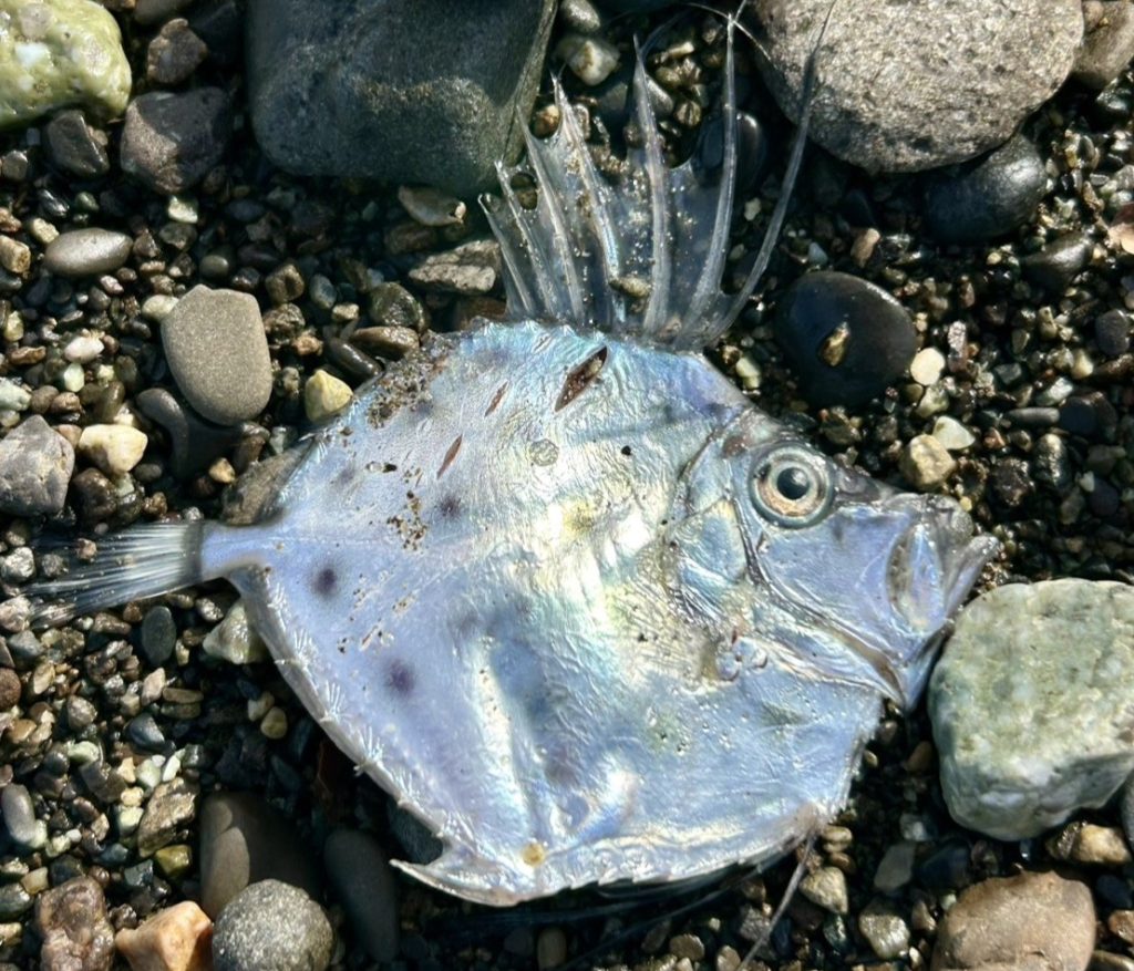 A razor-toothed deep-sea fish washed up on a Japanese beach alongside a grinning silver creature - sparking wild fears of earthquakes and sea monsters among spooked locals.