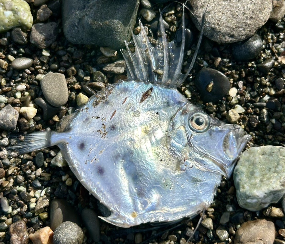 Creapy New Fish Creepy deep-sea fish with razor-sharp fangs sparks earthquake fears ...