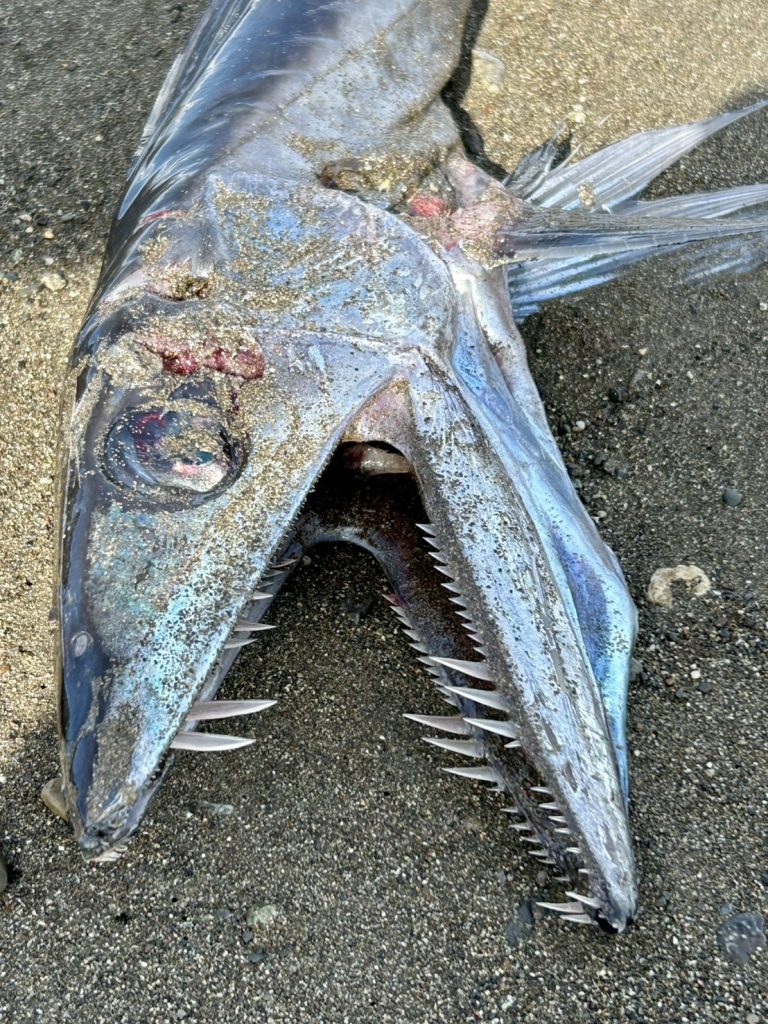 A razor-toothed deep-sea fish washed up on a Japanese beach alongside a grinning silver creature - sparking wild fears of earthquakes and sea monsters among spooked locals.