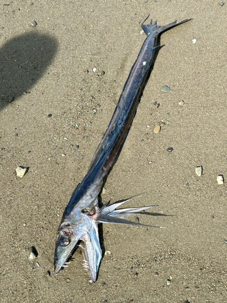 A razor-toothed deep-sea fish washed up on a Japanese beach alongside a grinning silver creature - sparking wild fears of earthquakes and sea monsters among spooked locals.