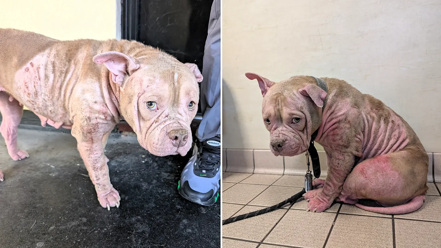 Pocket bully Tia was heartbreakingly put to sleep after her owner David Jones ignored her painful skin condition for weeks, leaving her scratching herself until she bled.