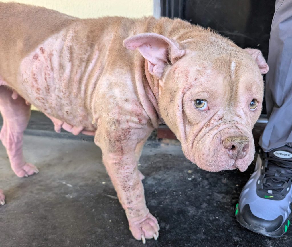 Pocket bully Tia was heartbreakingly put to sleep after her owner David Jones ignored her painful skin condition for weeks, leaving her scratching herself until she bled.