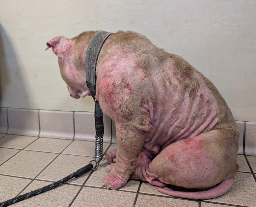 Pocket bully Tia was heartbreakingly put to sleep after her owner David Jones ignored her painful skin condition for weeks, leaving her scratching herself until she bled.