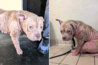 Pocket bully Tia was heartbreakingly put to sleep after her owner David Jones ignored her painful skin condition for weeks, leaving her scratching herself until she bled.