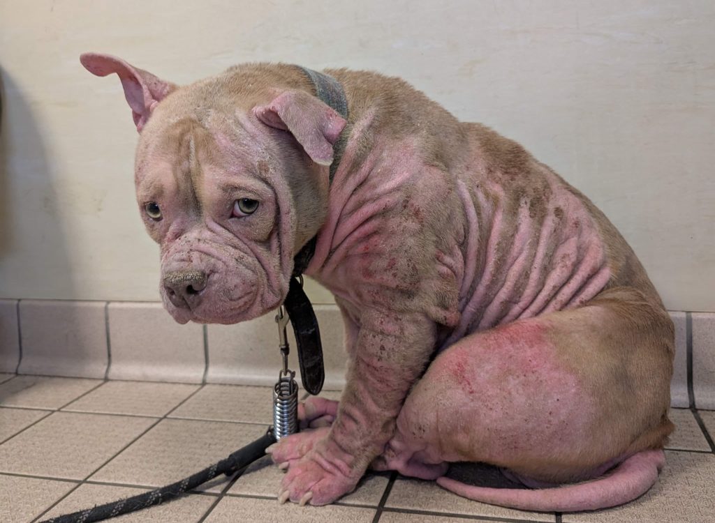 Pocket bully Tia was heartbreakingly put to sleep after her owner David Jones ignored her painful skin condition for weeks, leaving her scratching herself until she bled.