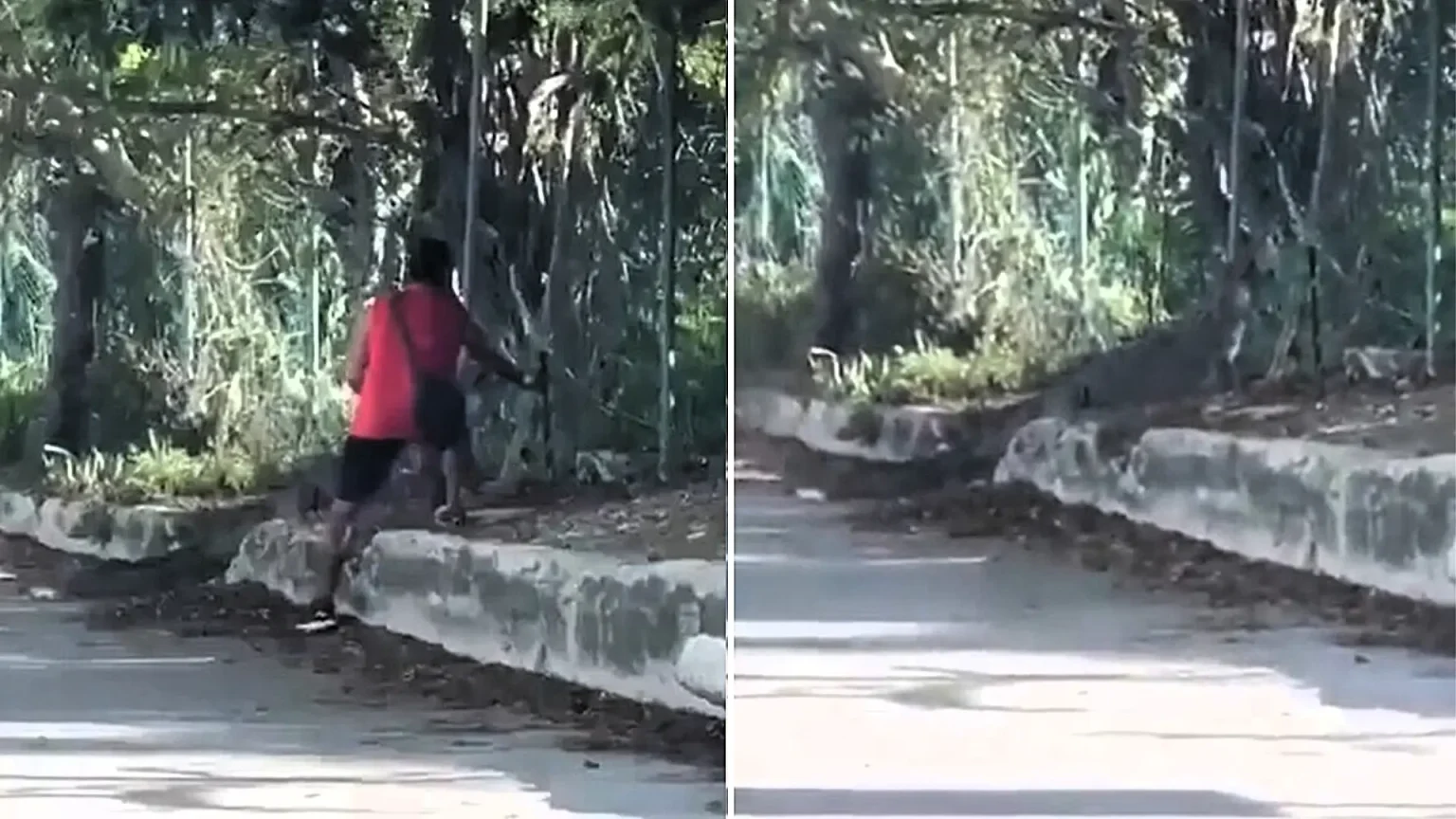 A man was filmed prodding a nearly two-metre crocodile with a palm frond to save a cat trapped in its jaws - but despite his efforts, he couldn't stop it from being devoured.