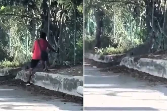 A man was filmed prodding a nearly two-metre crocodile with a palm frond to save a cat trapped in its jaws - but despite his efforts, he couldn't stop it from being devoured.