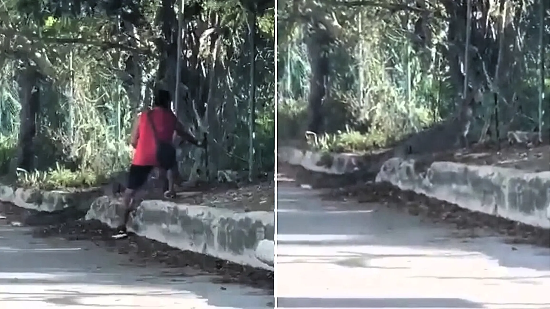 A man was filmed prodding a nearly two-metre crocodile with a palm frond to save a cat trapped in its jaws - but despite his efforts, he couldn't stop it from being devoured.