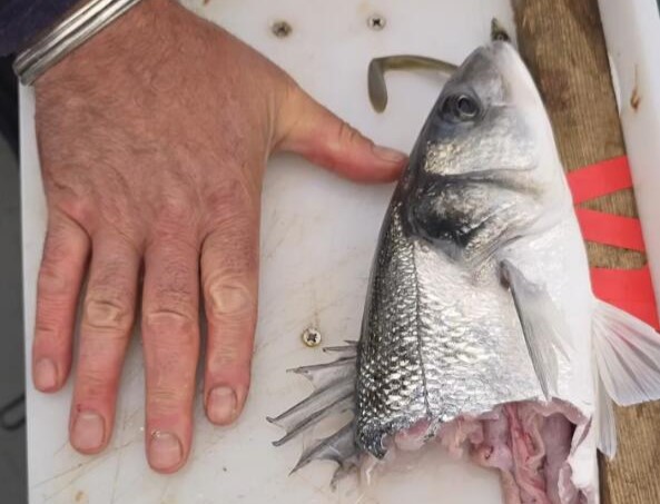 A giant porbeagle shark stunned fishermen off Dorset by snatching their bass and biting it clean in half in one go - then circled back looking to finish the job.