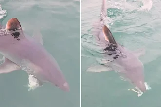 A giant porbeagle shark stunned fishermen off Dorset by snatching their bass and biting it clean in half in one go - then circled back looking to finish the job.