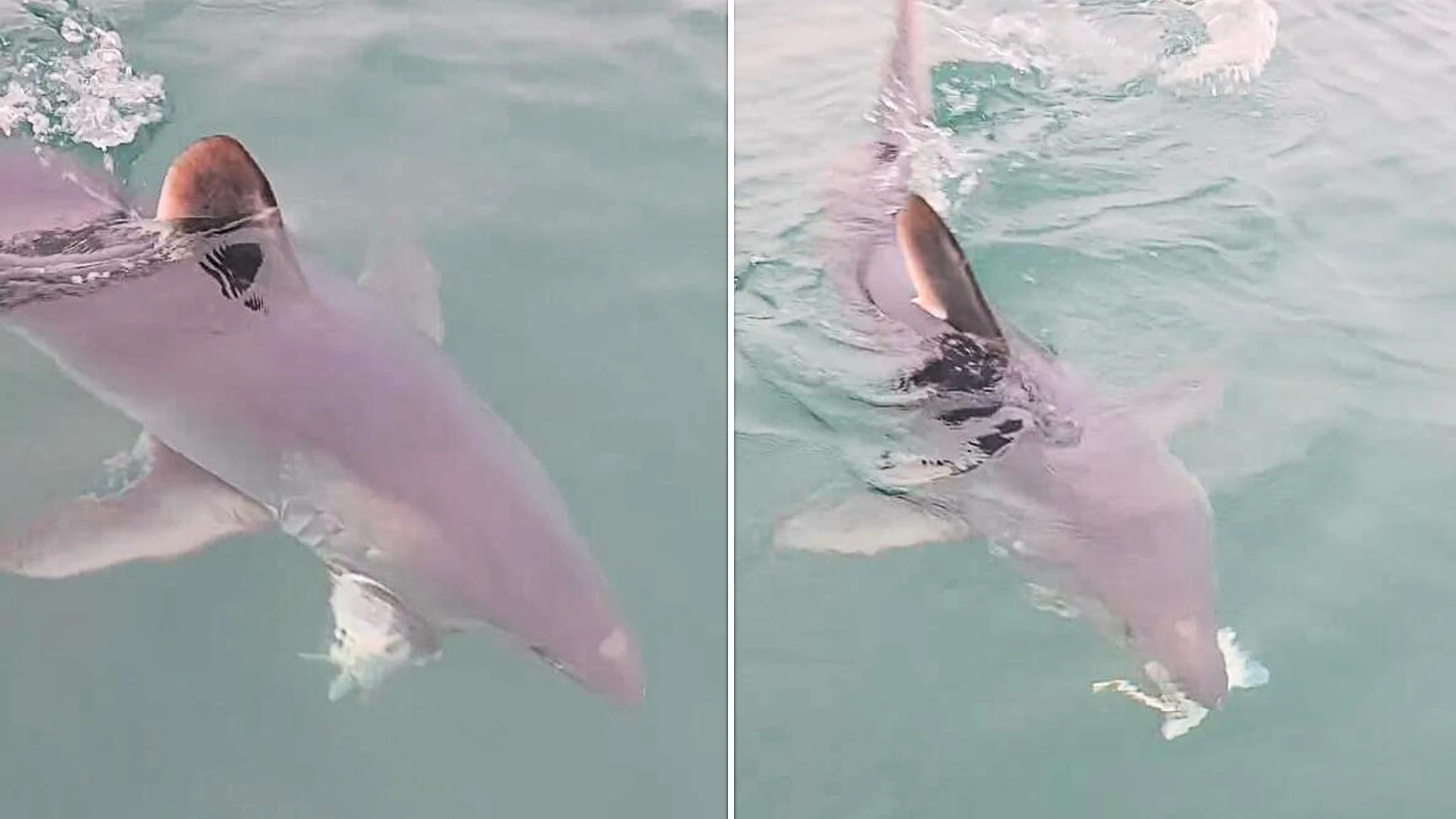 A giant porbeagle shark stunned fishermen off Dorset by snatching their bass and biting it clean in half in one go - then circled back looking to finish the job.
