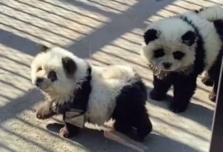 A Chinese zoo was mocked after painting a donkey with crude black stripes to look like a zebra - staff insisted it was "cosplay" and claimed they never said it was a zebra.