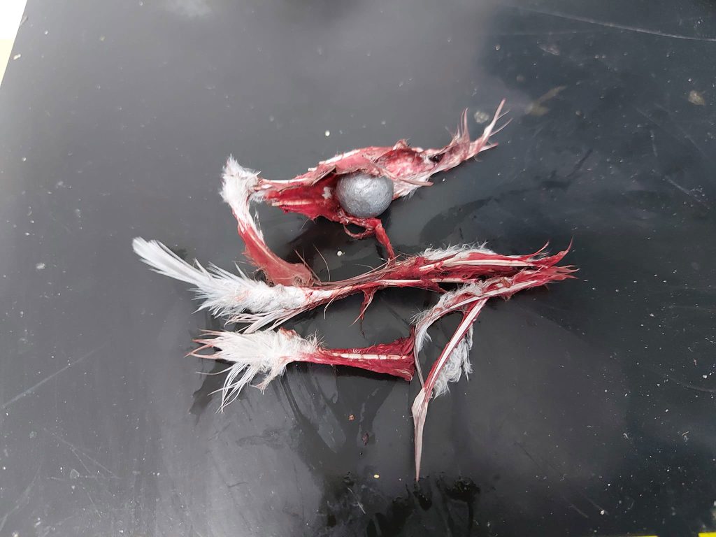 Birds found injured and dying with steel ball bearings embedded in their bodies in suspected catapult attacks as charity warns true scale could be far worse than recorded.