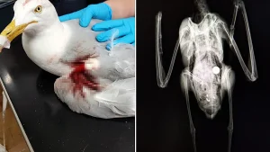 Birds found injured and dying with steel ball bearings embedded in their bodies in suspected catapult attacks as charity warns true scale could be far worse than recorded.